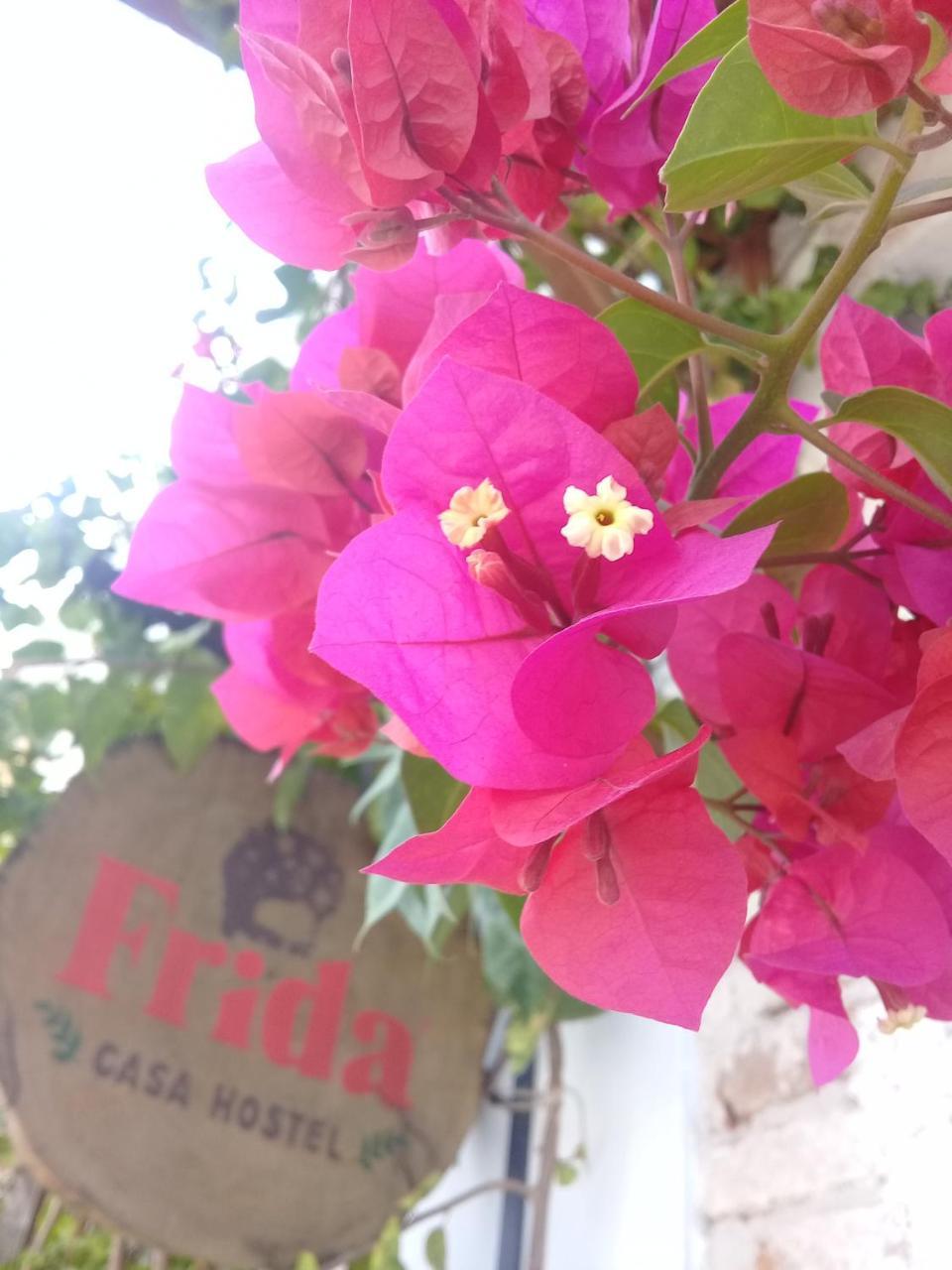 Frida Casa Hostel ペロタス エクステリア 写真